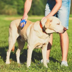Escova para cães / gatos - pente de borracha - alça ajustável