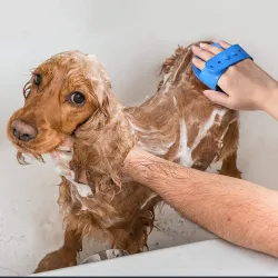 Hunde-/Katzenpflegebürste - Gummikamm - verstellbarer Ringgriff