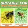 Anti maur agn - drepende pulver