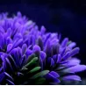 Pianta artificiale in plastica - fiore viola - decorazione per acquario