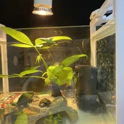 Pompe de filtration à faible eau - cascade suspendue - circulation de l'eau - pour aquarium