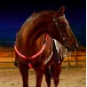 CaballosArnés de caballo LED correa de pecho collar de pectoral