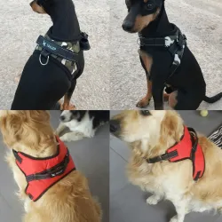 Dog's harness collar lead vest