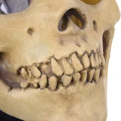 Skull - full face latex mask for halloween