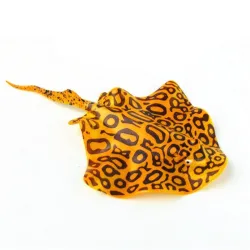 Decorazione dell'acquario - luminoso nel buio - manta in silicone