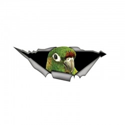Green 3D parrot - car sticker 15 * 6cm