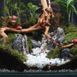 Natural tree trunk driftwood - aquarium fish tank reptile cylinder