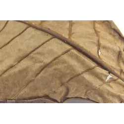 AcuarioHojas de terminalia natural para balance de agua del acuario 10 piezas