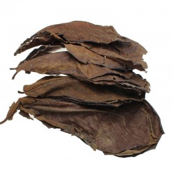 10pcs high quality natural terminalia catappa leaves - indian almond lour tree olive leaf