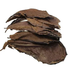 Folhas de terminalia natural para balanço de água de aquário 10 peças