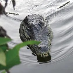 Flytec V005 2.4G - barco elétrico RC com cabeça de crocodilo - brinquedo RTR